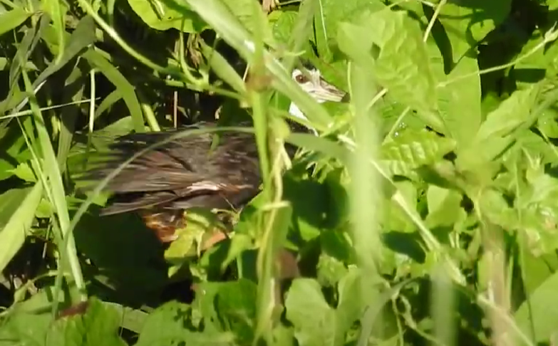 White-breasted Waterhen - ML625142496
