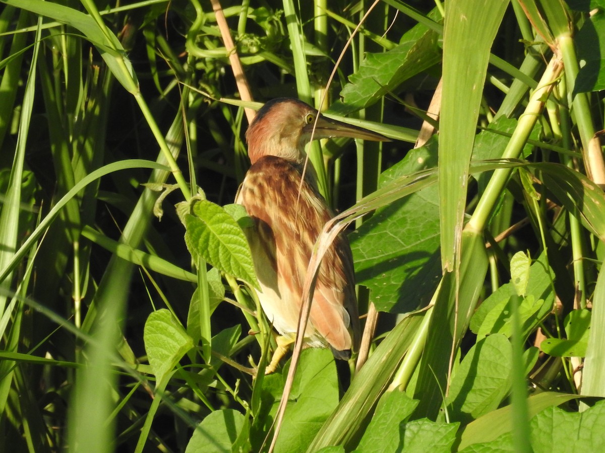 Yellow Bittern - ML625142511