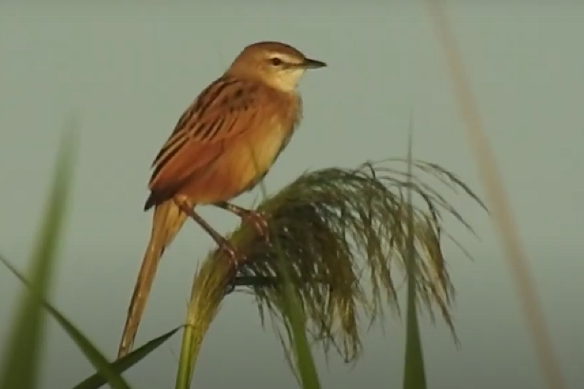 Striated Grassbird - ML625142525