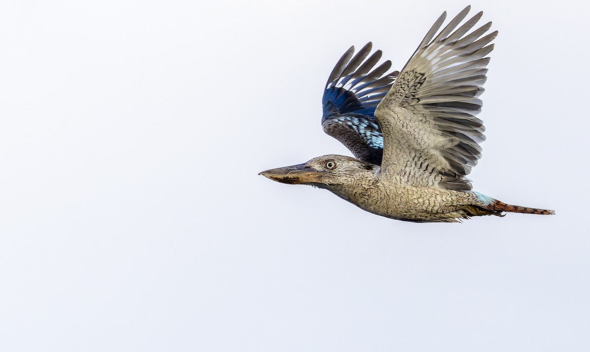 Blue-winged Kookaburra - ML625142798