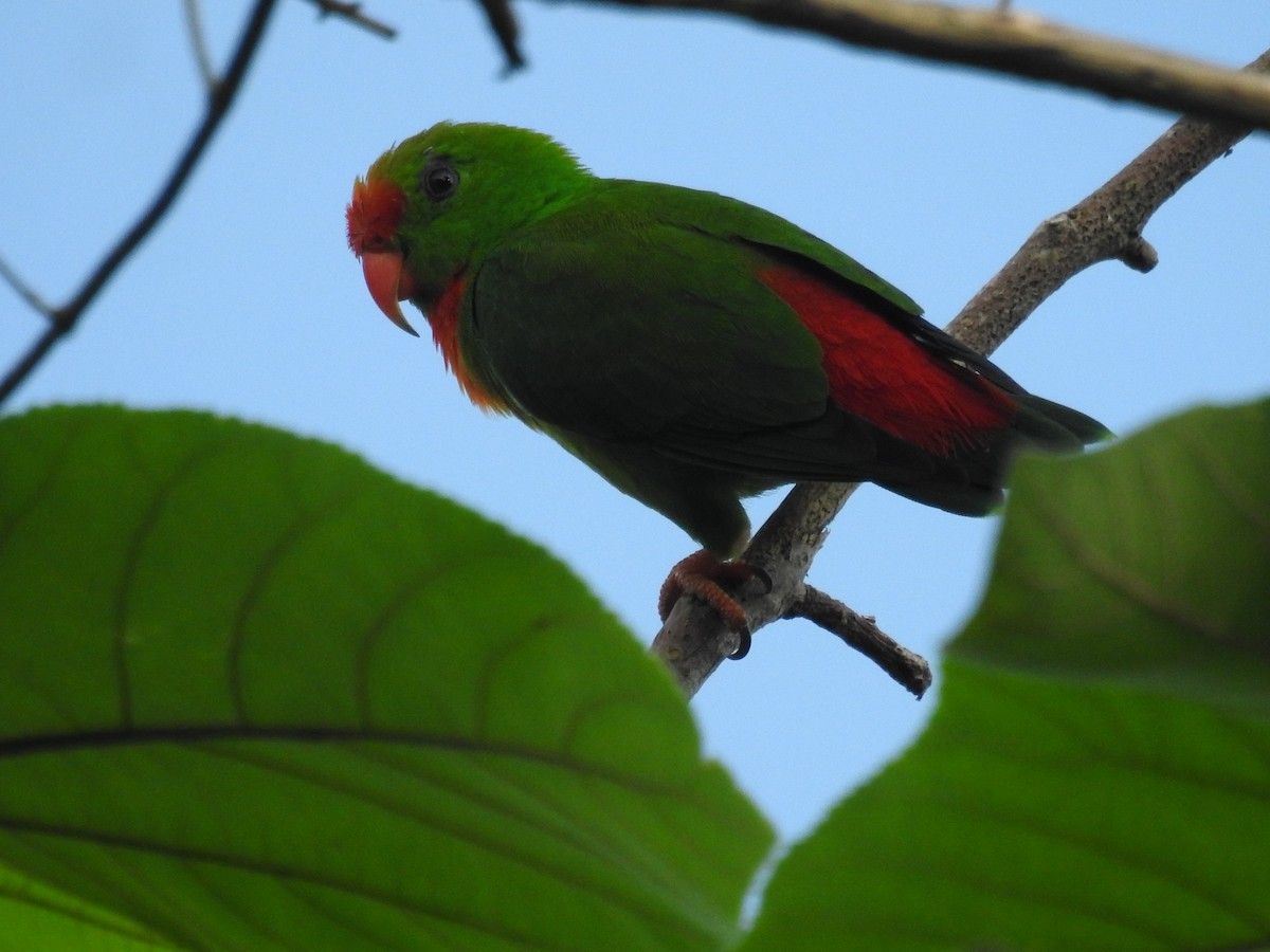 Philippine Hanging-Parrot - ML625142810