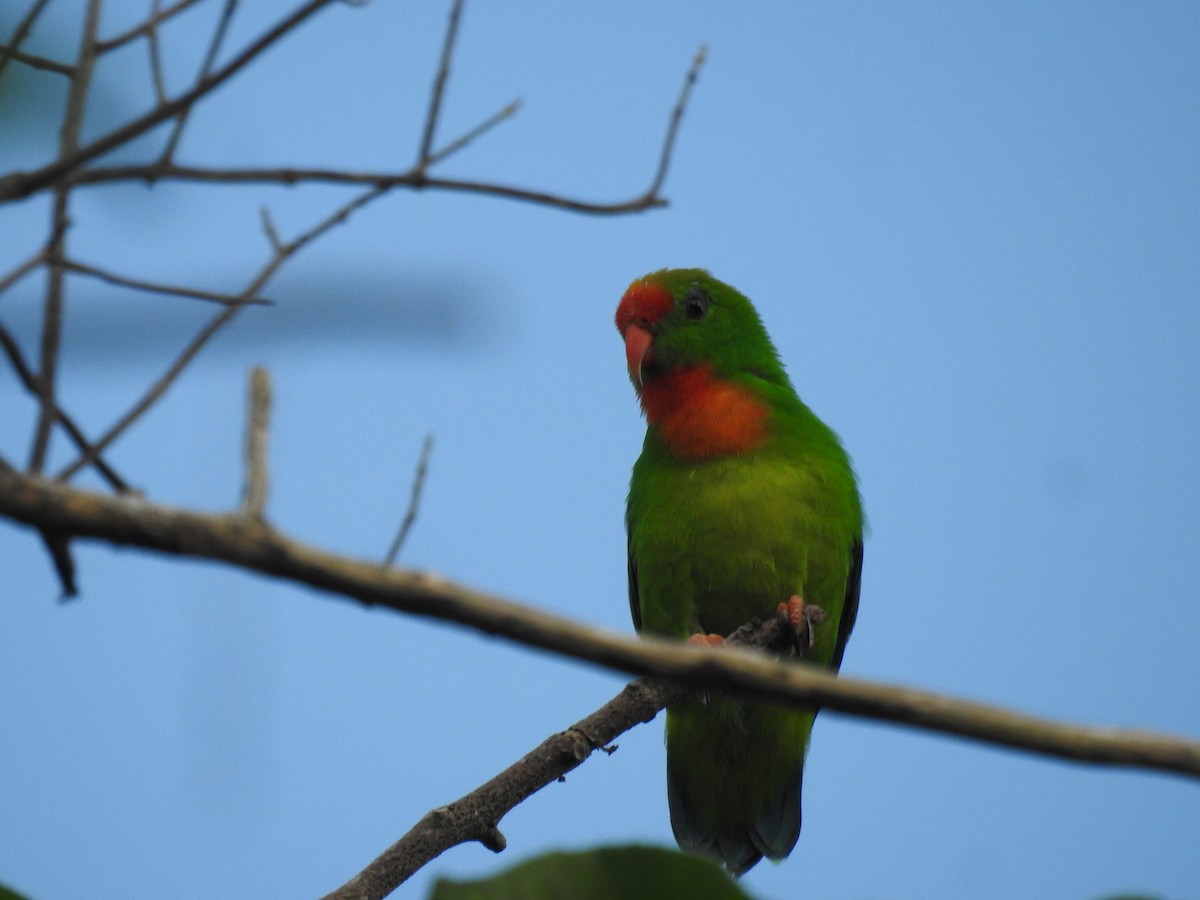 Philippine Hanging-Parrot - ML625142811