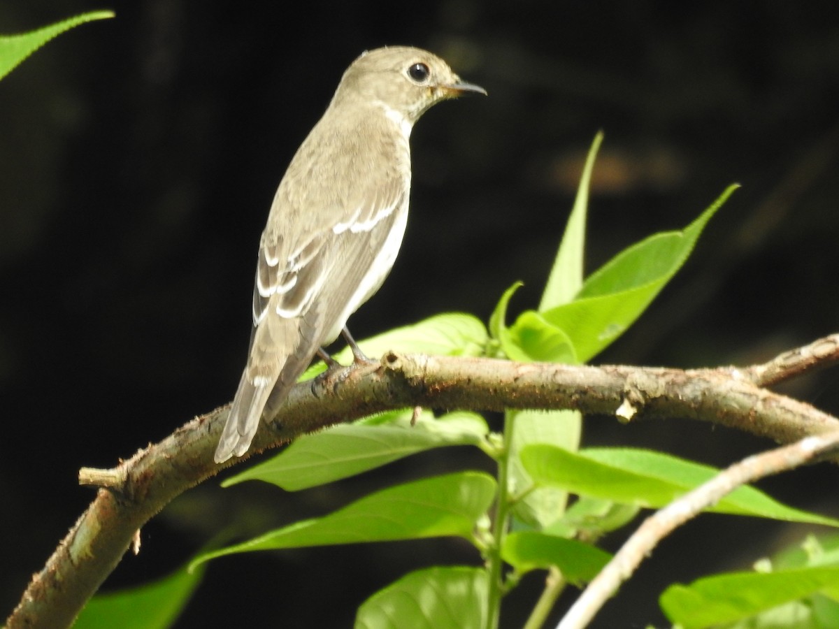 Gray-streaked Flycatcher - ML625142823