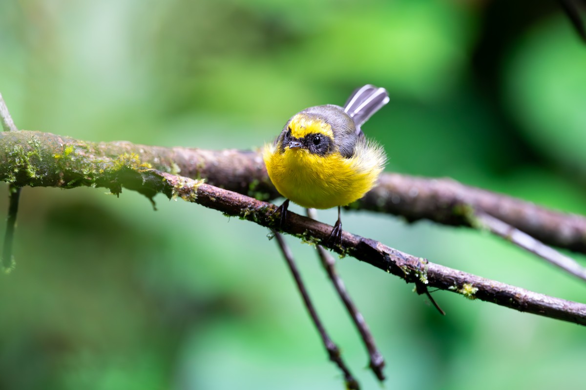 Yellow-bellied Fairy-Fantail - ML625142830