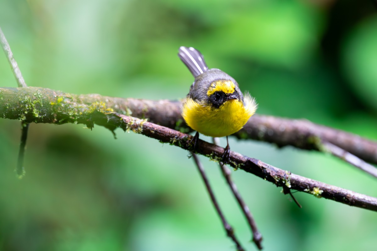 Yellow-bellied Fairy-Fantail - ML625142831