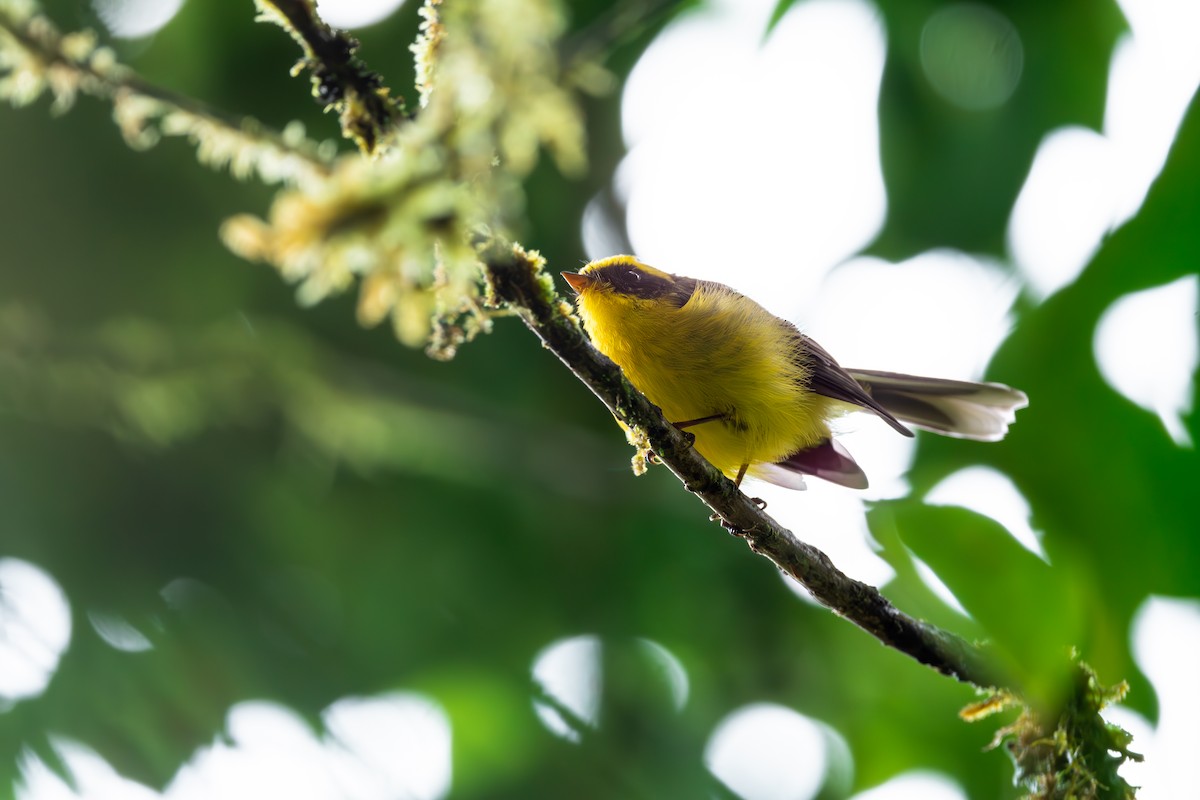 Yellow-bellied Fairy-Fantail - Shing Arrrrr