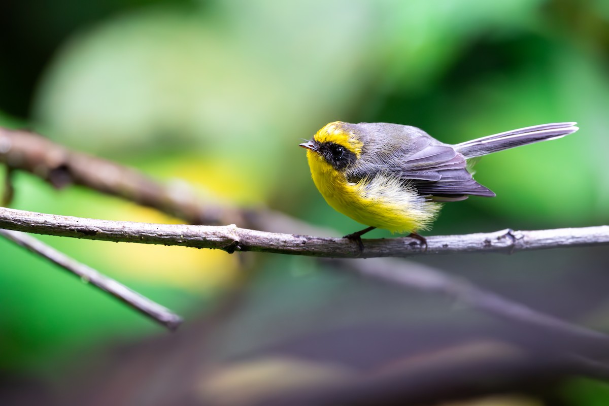 Yellow-bellied Fairy-Fantail - Shing Arrrrr