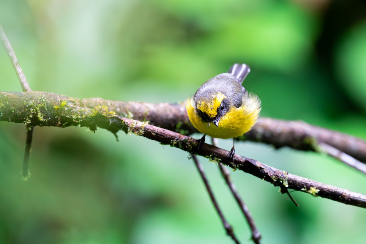 Yellow-bellied Fairy-Fantail - ML625142834