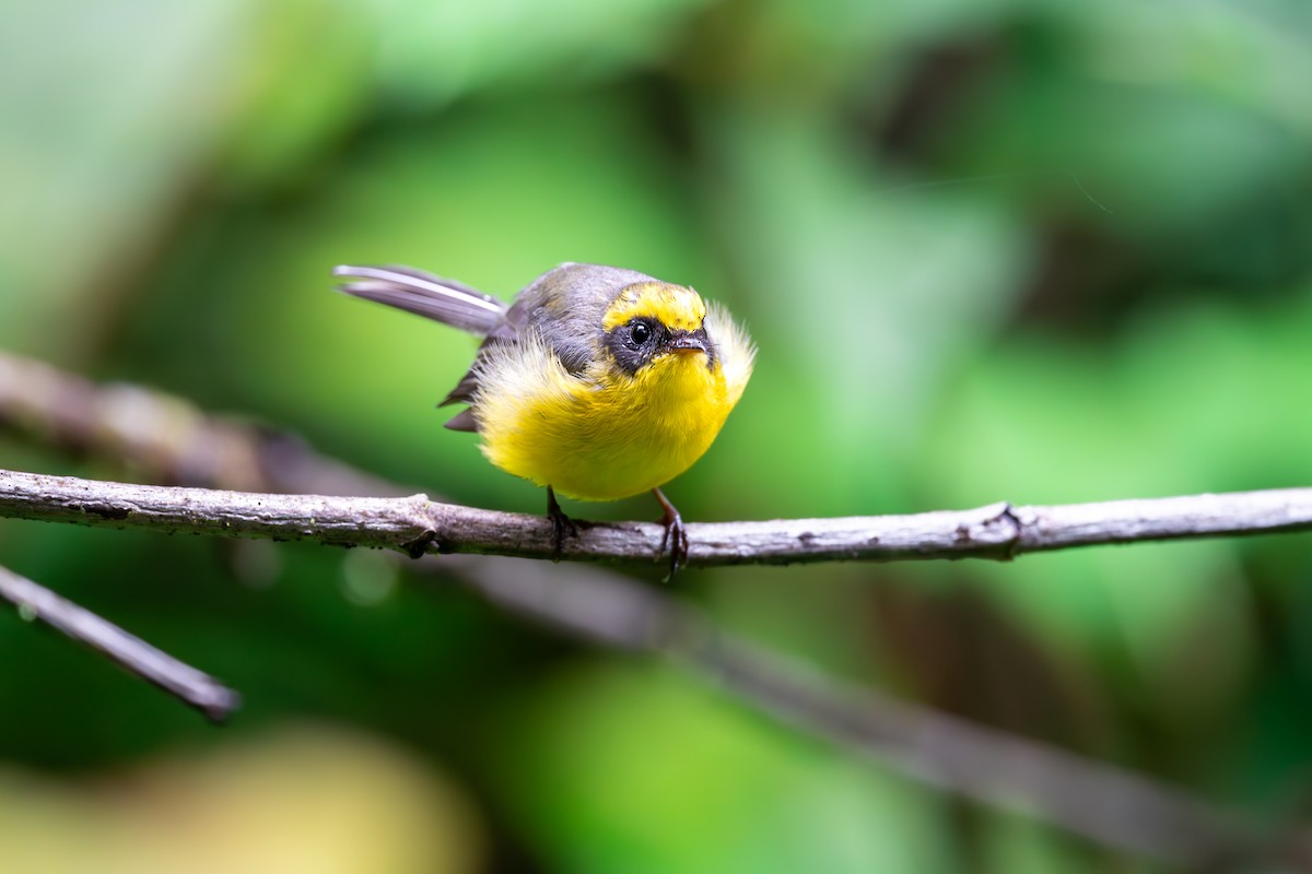 Yellow-bellied Fairy-Fantail - ML625142835