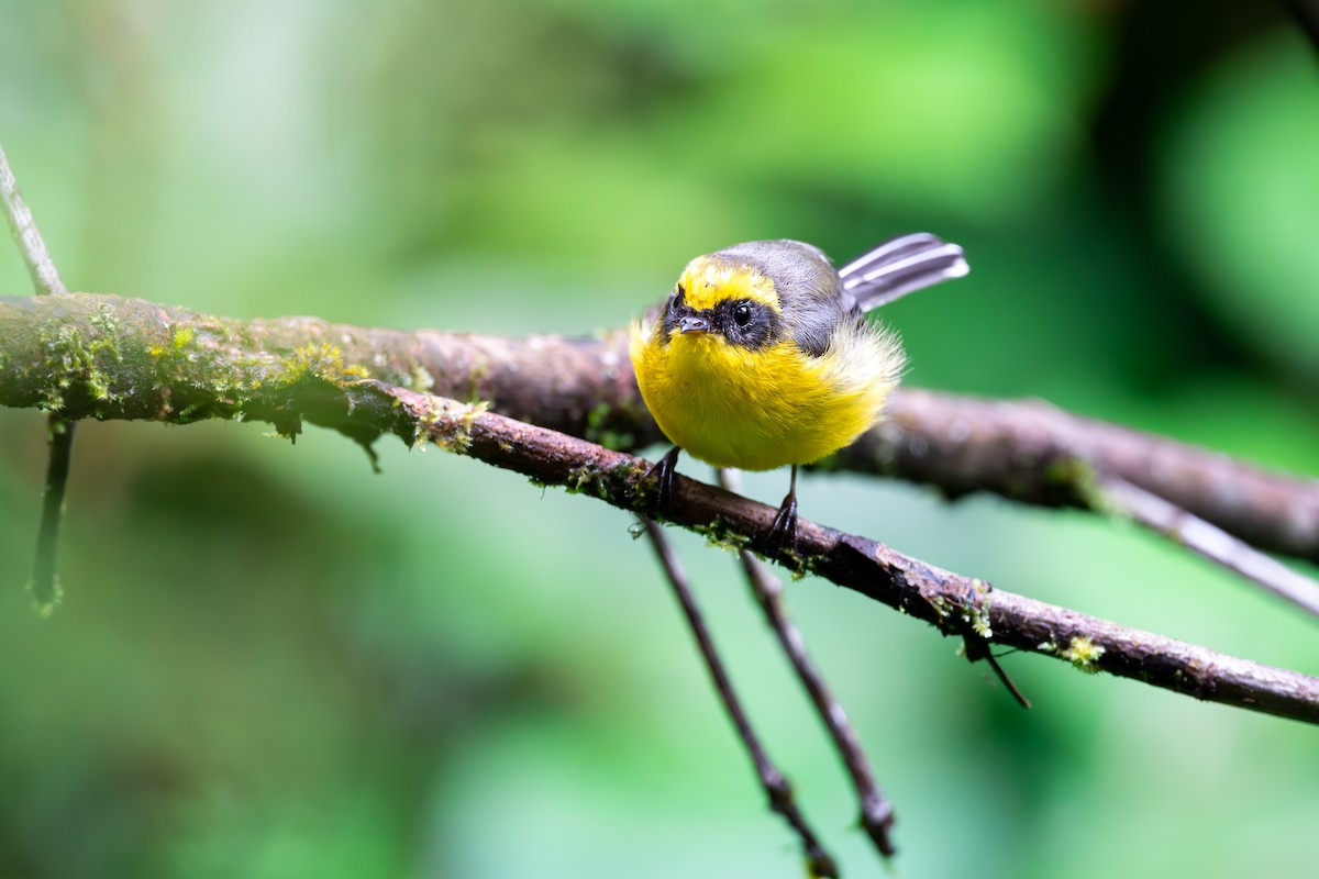 Yellow-bellied Fairy-Fantail - ML625142836