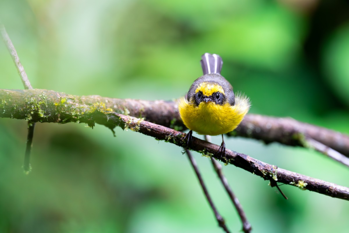 Yellow-bellied Fairy-Fantail - ML625142837