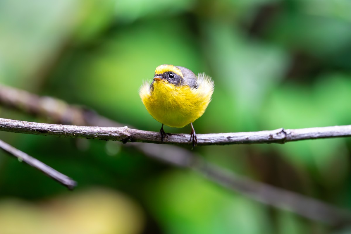 Yellow-bellied Fairy-Fantail - ML625142838