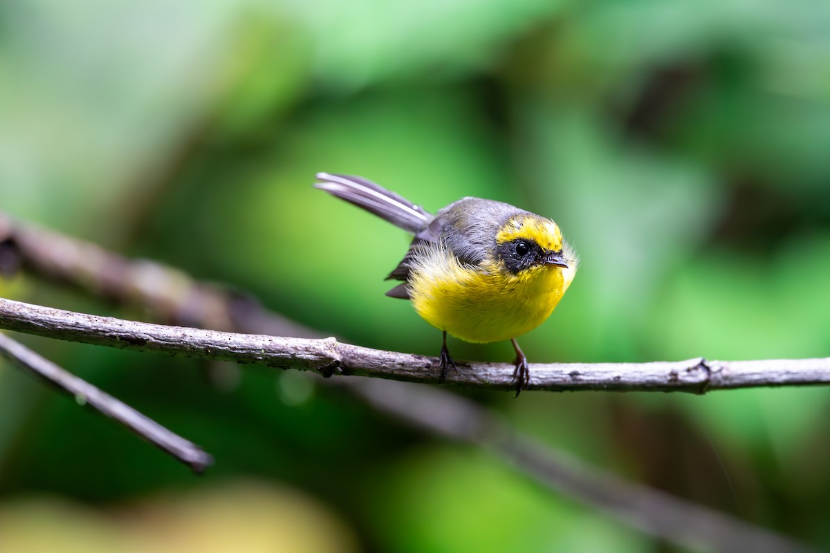 Yellow-bellied Fairy-Fantail - ML625142840