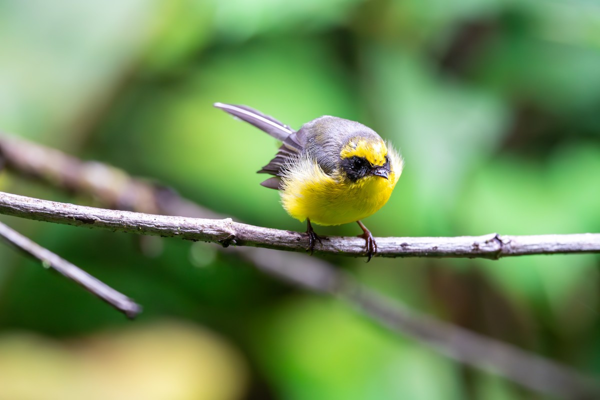 Yellow-bellied Fairy-Fantail - ML625142841