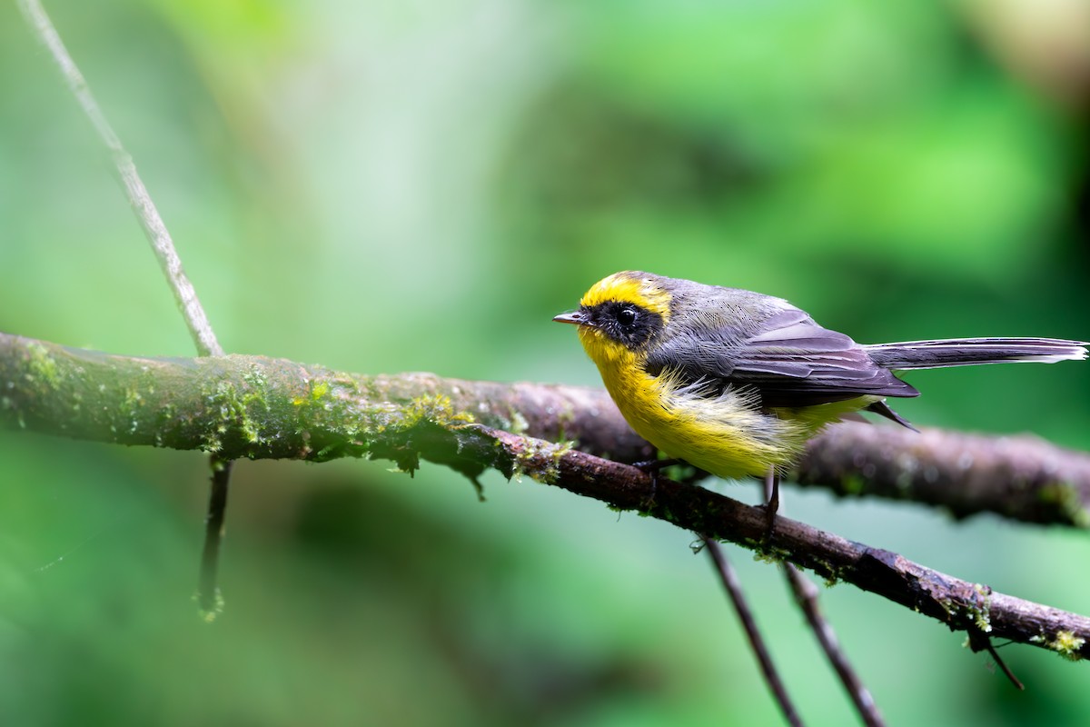 Yellow-bellied Fairy-Fantail - Shing Arrrrr