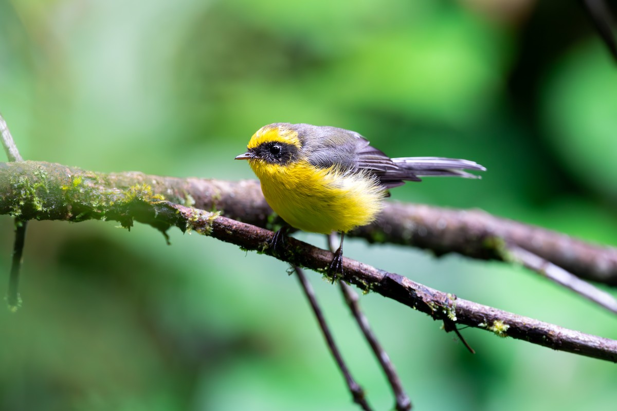 Yellow-bellied Fairy-Fantail - Shing Arrrrr