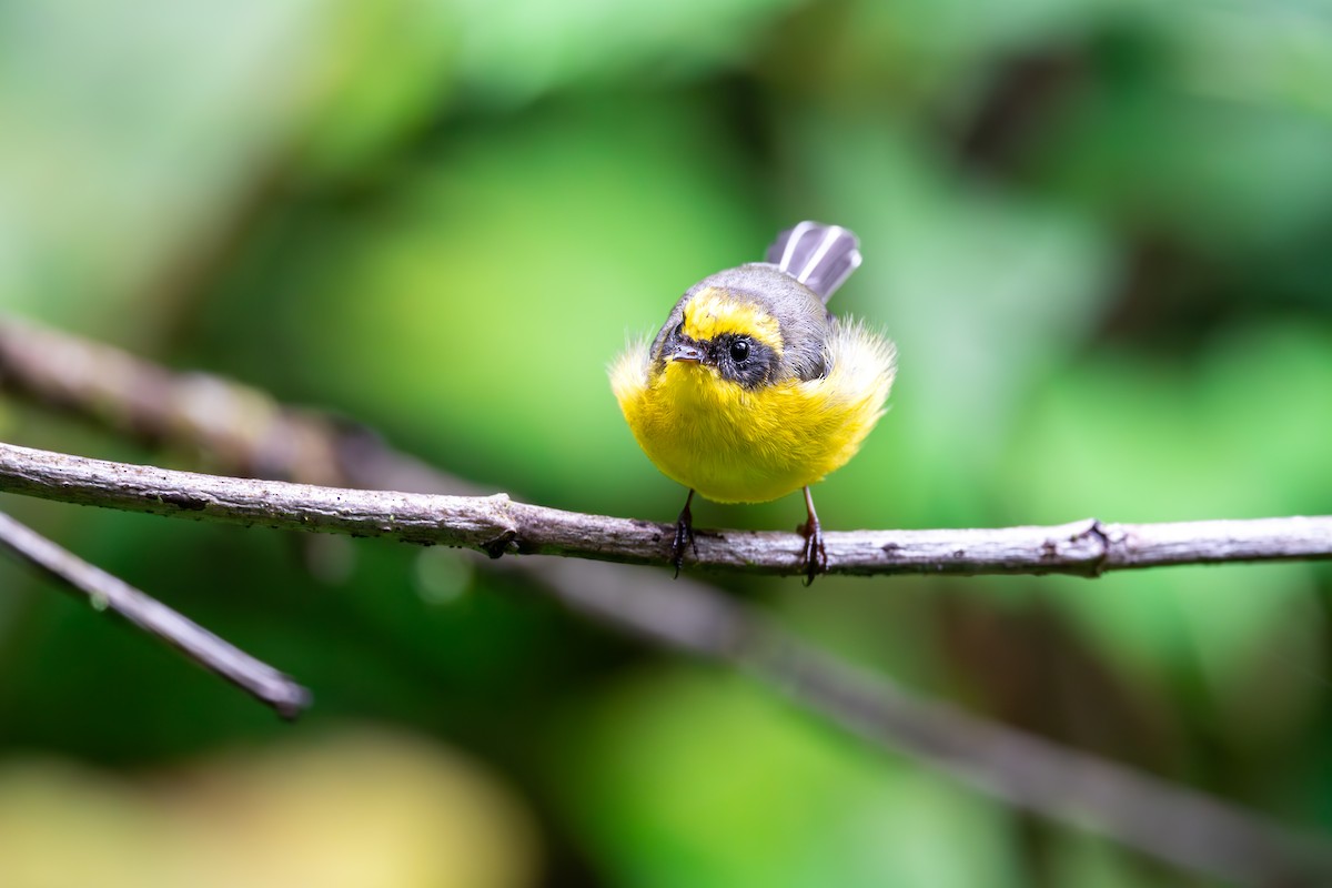 Yellow-bellied Fairy-Fantail - ML625142844