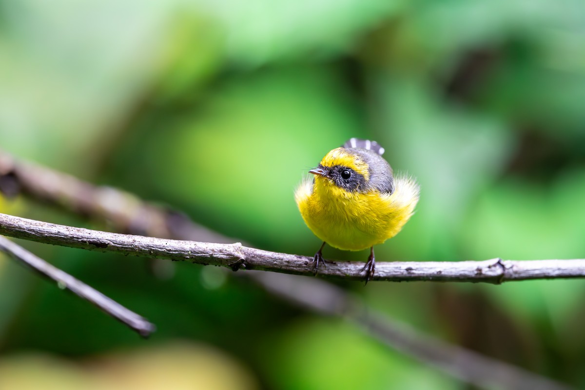 Yellow-bellied Fairy-Fantail - ML625142845