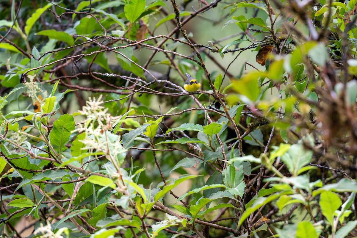 Yellow-bellied Fairy-Fantail - ML625142848