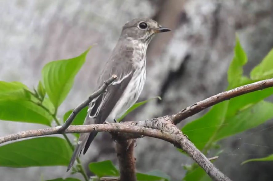 Gray-streaked Flycatcher - ML625142853