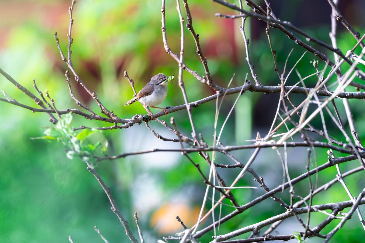 Gray-breasted Prinia - ML625142855