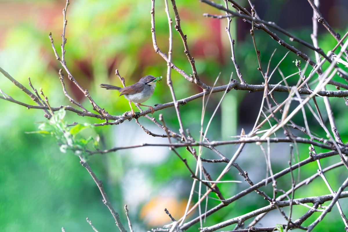 Gray-breasted Prinia - ML625142856