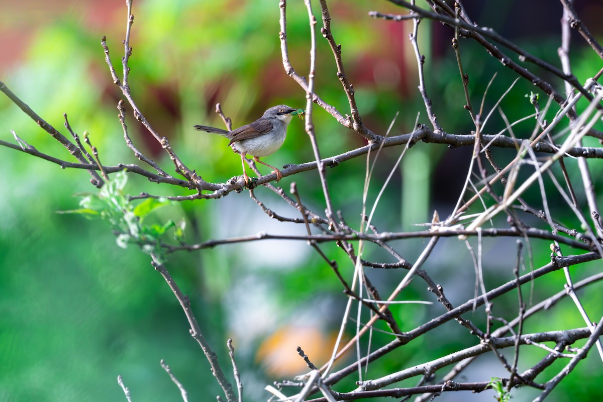 Gray-breasted Prinia - ML625142857