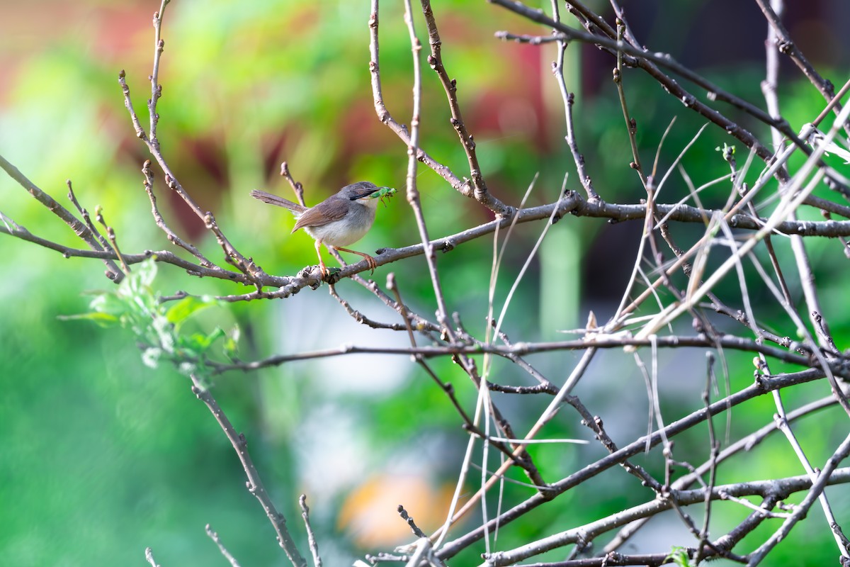 Gray-breasted Prinia - ML625142858