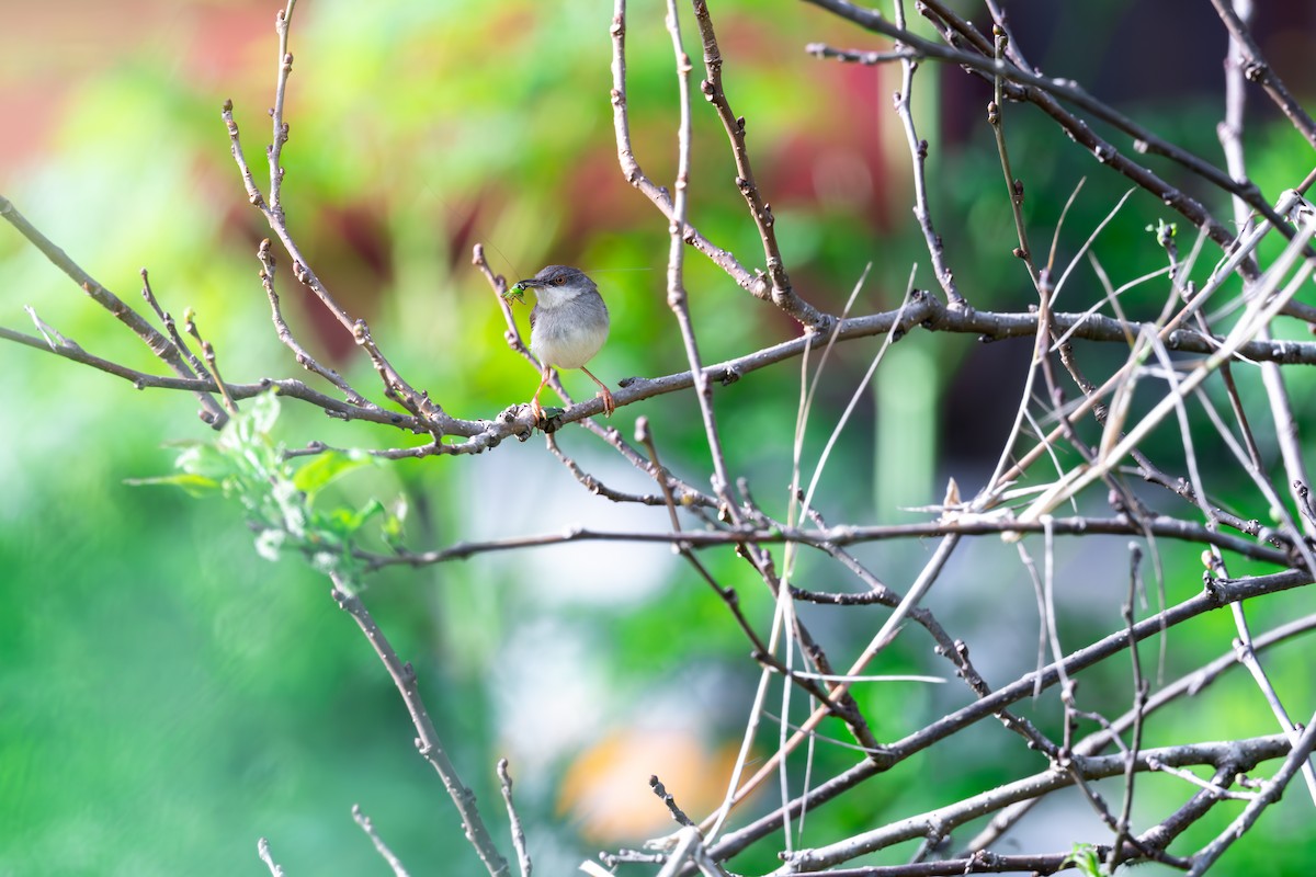 Gray-breasted Prinia - ML625142860