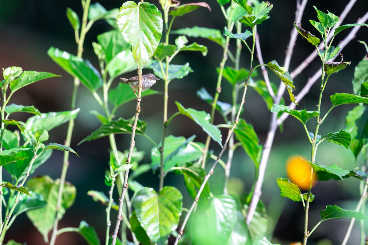 Gray-breasted Prinia - ML625142861