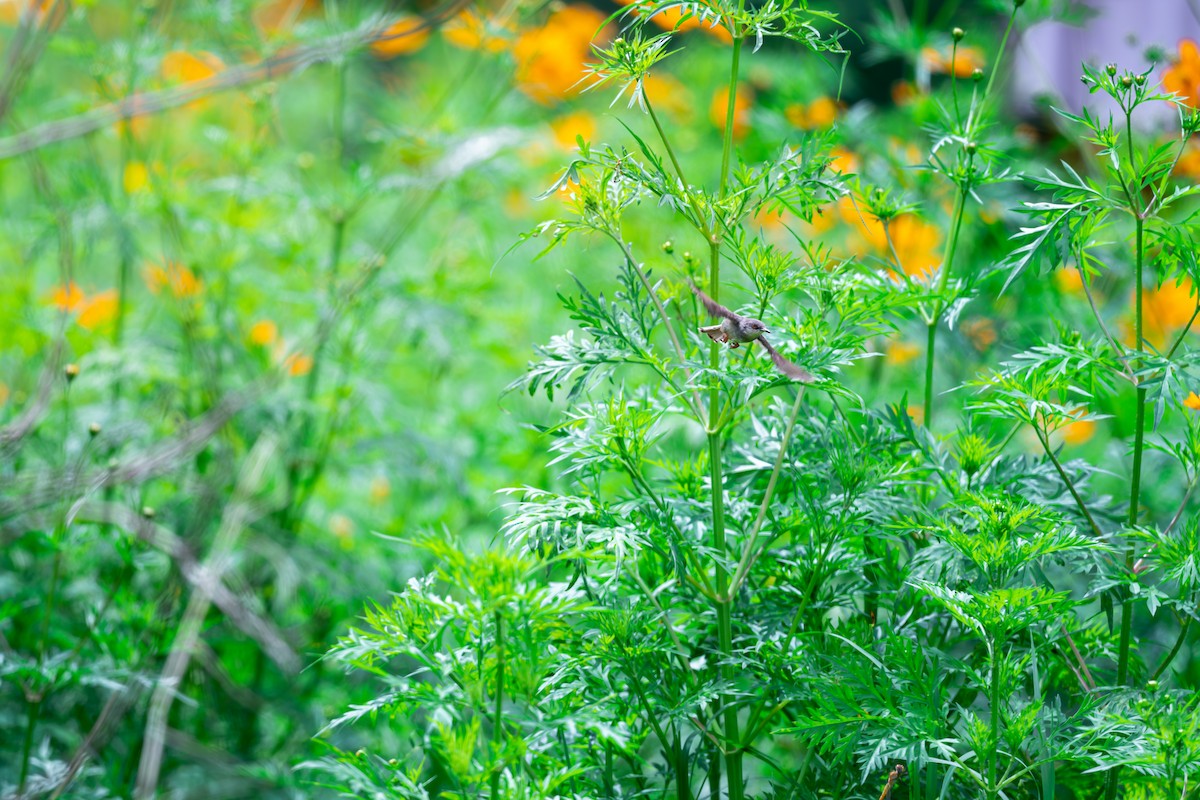 Gray-breasted Prinia - ML625142863