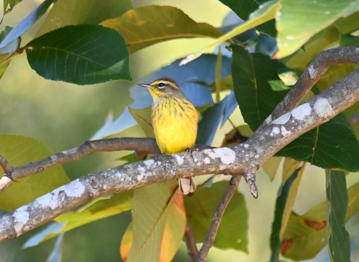 Palm Warbler (Yellow) - ML625142984