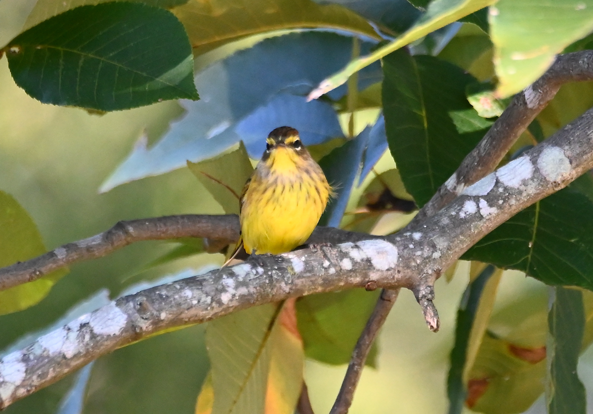 Palm Warbler (Yellow) - ML625142985