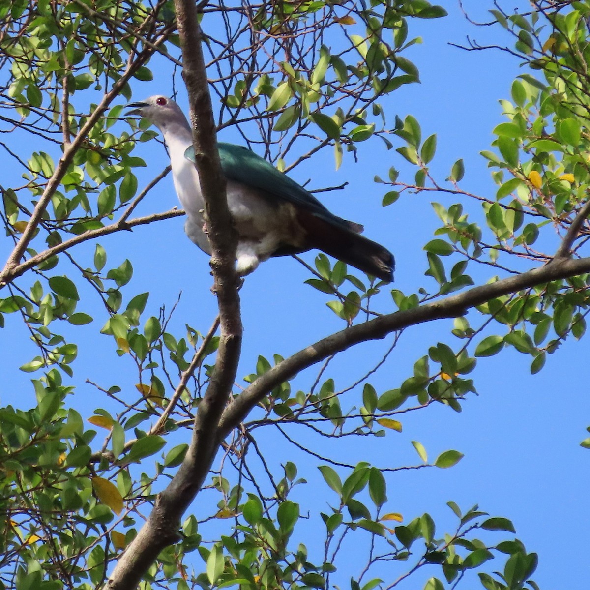 Green Imperial-Pigeon (Green) - Mackenzie Goldthwait