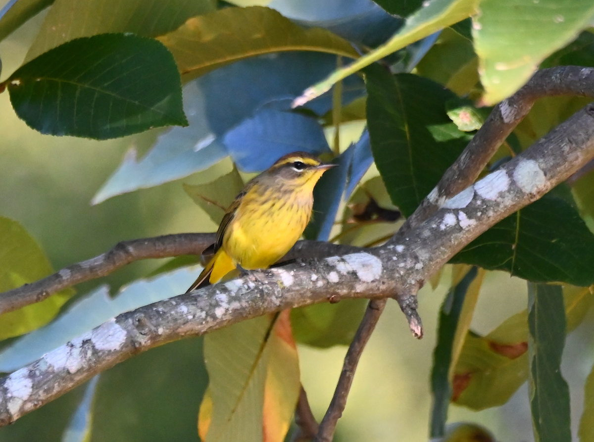 Palm Warbler (Yellow) - ML625142989