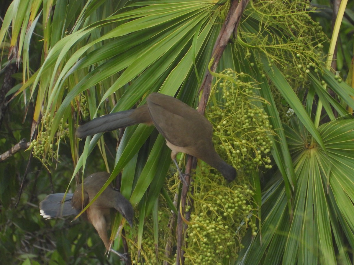 Plain Chachalaca - ML625143017