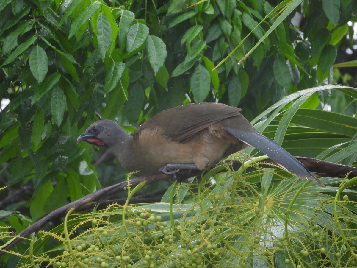Plain Chachalaca - ML625143018