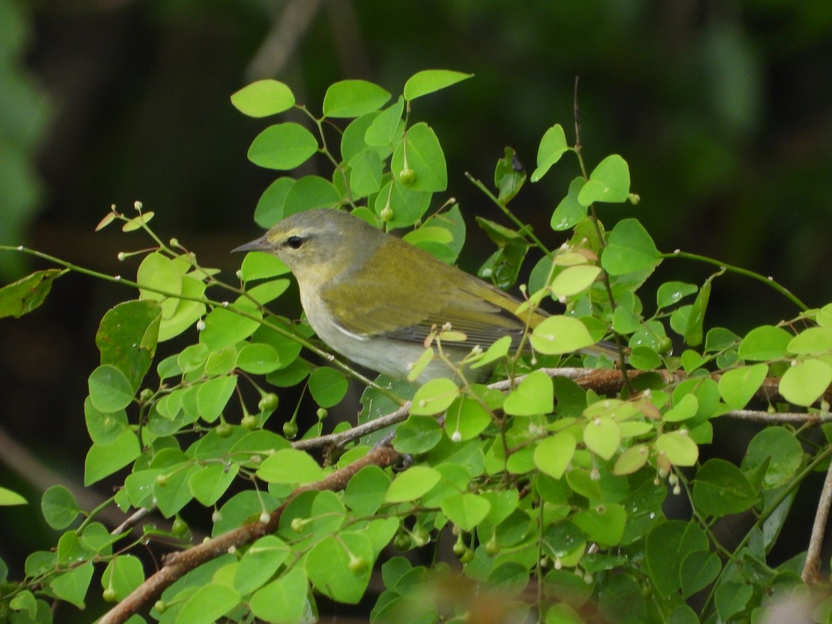 Tennessee Warbler - ML625143019