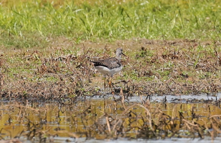 Lesser/Greater Yellowlegs - ML625143265