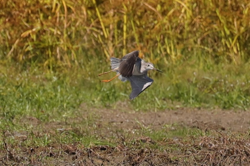 Lesser/Greater Yellowlegs - ML625143266