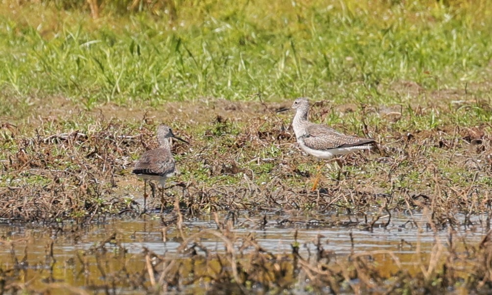 Lesser/Greater Yellowlegs - ML625143267