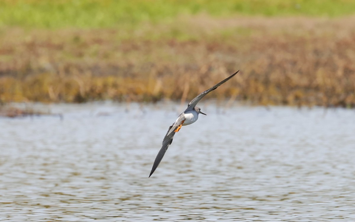 Lesser/Greater Yellowlegs - ML625143268