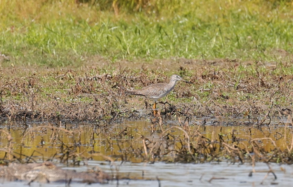 Lesser/Greater Yellowlegs - ML625143269