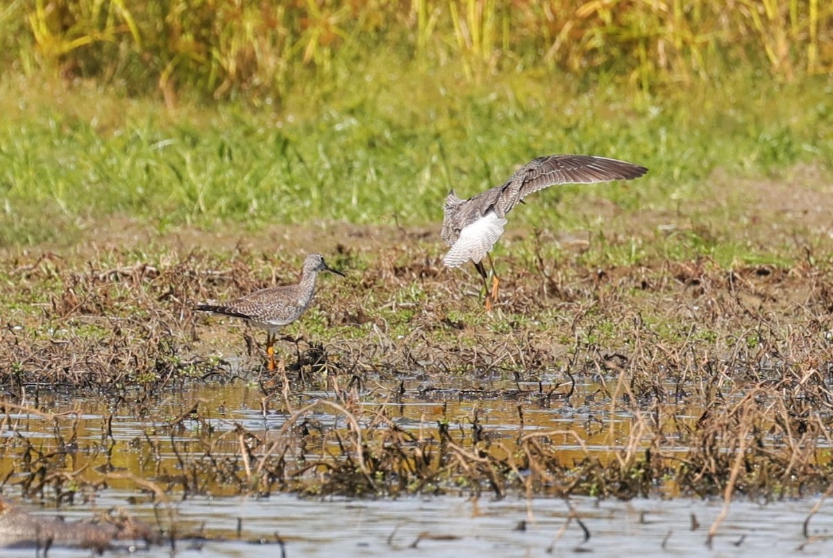 Lesser/Greater Yellowlegs - ML625143270