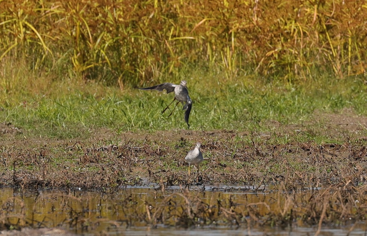 Lesser/Greater Yellowlegs - ML625143271