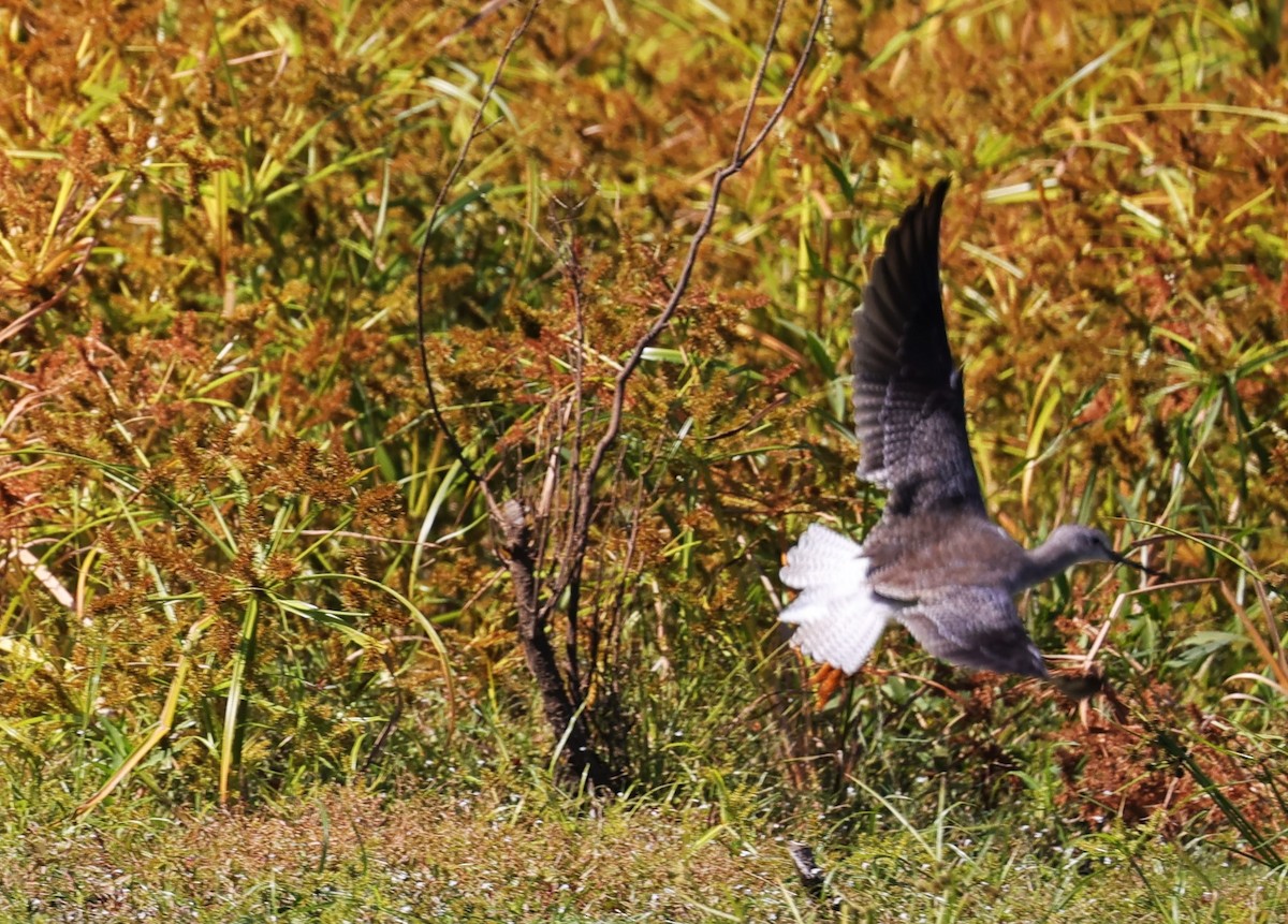 Lesser/Greater Yellowlegs - ML625143272