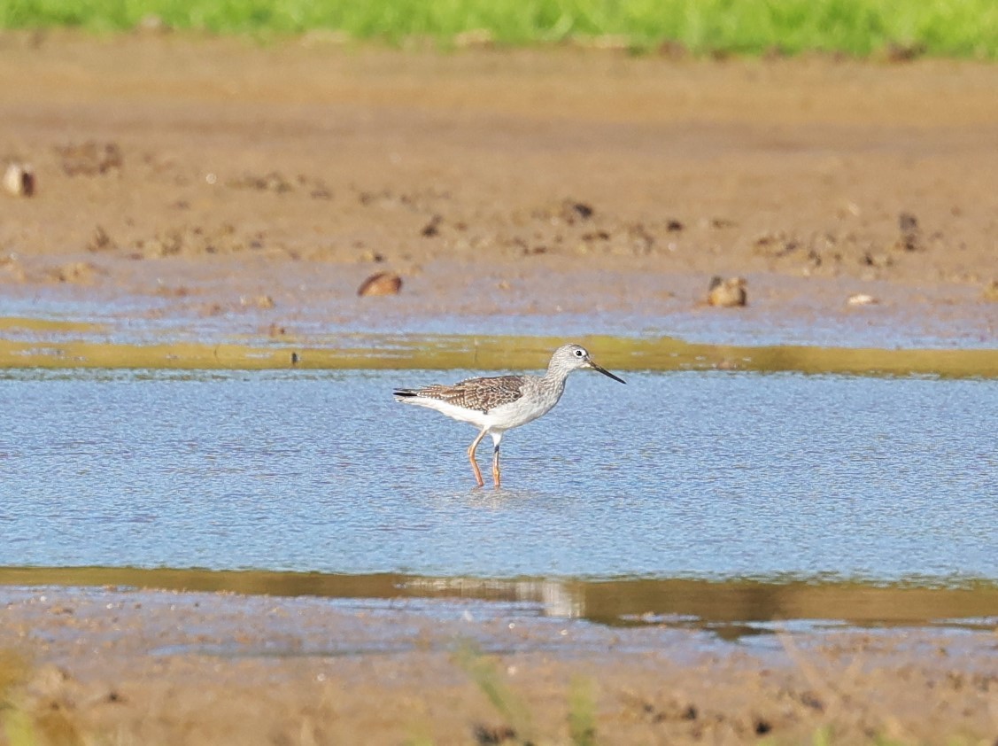 Lesser/Greater Yellowlegs - ML625143296