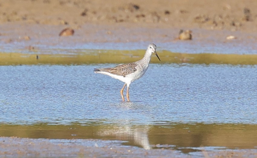 Lesser/Greater Yellowlegs - ML625143297