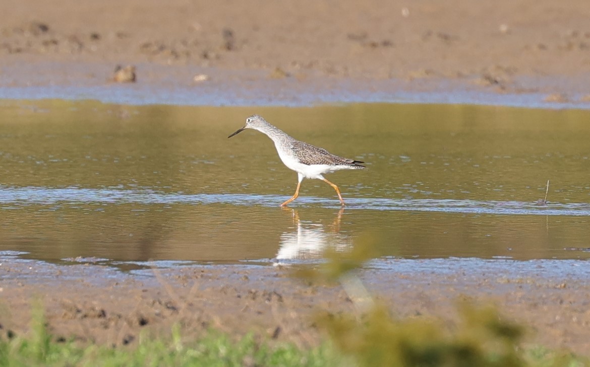 Lesser/Greater Yellowlegs - ML625143298