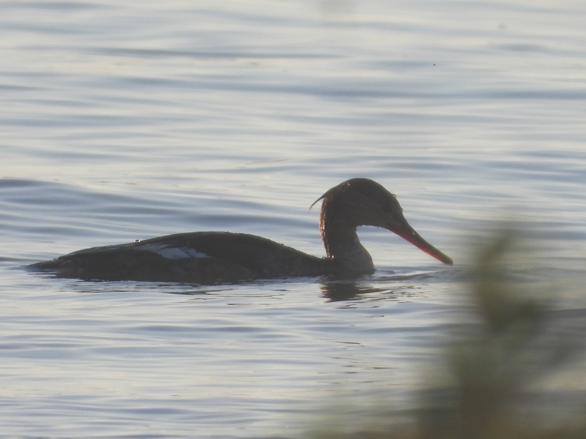 Red-breasted Merganser - ML625143355